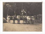 Six Oxen Team with their Driver, c. 1853 by Olympe Aguado