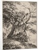 Specimens of Polyautography: Landscape with an Oak Tree, 1803 by Thomas Hearne