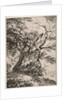 Specimens of Polyautography: Landscape with an Oak Tree, 1803 by Thomas Hearne