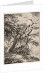 Specimens of Polyautography: Landscape with an Oak Tree, 1803 by Thomas Hearne