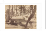 Statue of Ramesses at Saqqara, c. 1870s - 1880s by Antonio Beato
