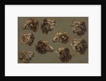 Studies of Ram Heads, 1700s by Unknown