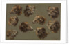 Studies of Ram Heads, 1700s by Unknown