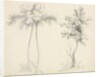 Studies of Upas and Maple Trees by Mary Altha Nims