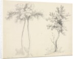 Studies of Upas and Maple Trees by Mary Altha Nims