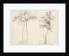 Studies of Upas and Maple Trees by Mary Altha Nims