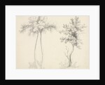 Studies of Upas and Maple Trees by Mary Altha Nims