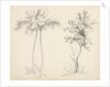 Studies of Upas and Maple Trees by Mary Altha Nims