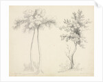 Studies of Upas and Maple Trees by Mary Altha Nims