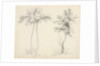 Studies of Upas and Maple Trees by Mary Altha Nims