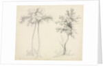 Studies of Upas and Maple Trees by Mary Altha Nims