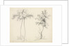 Studies of Upas and Maple Trees by Mary Altha Nims