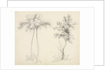 Studies of Upas and Maple Trees by Mary Altha Nims