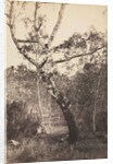 Study of a Birch Tree, Barbizon, 1860s-1870s by Constant Alexandre Famin