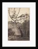 Study of a Birch Tree, Barbizon, 1860s-1870s by Constant Alexandre Famin
