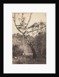 Study of a Birch Tree, Barbizon, 1860s-1870s by Constant Alexandre Famin