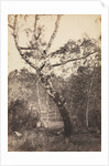 Study of a Birch Tree, Barbizon, 1860s-1870s by Constant Alexandre Famin