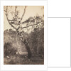 Study of a Birch Tree, Barbizon, 1860s-1870s by Constant Alexandre Famin