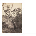 Study of a Birch Tree, Barbizon, 1860s-1870s by Constant Alexandre Famin