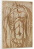 Study of a Flayed Torso, 1554 by Bartolommeo da Arezzo