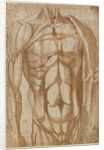 Study of a Flayed Torso, 1554 by Bartolommeo da Arezzo
