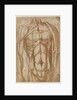 Study of a Flayed Torso, 1554 by Bartolommeo da Arezzo