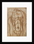 Study of a Flayed Torso, 1554 by Bartolommeo da Arezzo