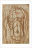 Study of a Flayed Torso, 1554 by Bartolommeo da Arezzo