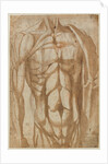 Study of a Flayed Torso, 1554 by Bartolommeo da Arezzo