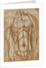 Study of a Flayed Torso, 1554 by Bartolommeo da Arezzo