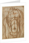 Study of a Flayed Torso, 1554 by Bartolommeo da Arezzo