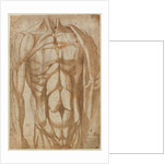 Study of a Flayed Torso, 1554 by Bartolommeo da Arezzo