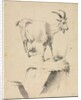 Study of a Goat, 1700s by Jean Jacques de Boissieu
