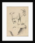 Study of a Goat, 1700s by Jean Jacques de Boissieu