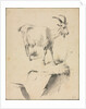 Study of a Goat, 1700s by Jean Jacques de Boissieu