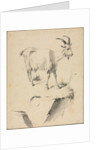 Study of a Goat, 1700s by Jean Jacques de Boissieu