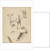 Study of a Goat, 1700s by Jean Jacques de Boissieu