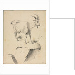 Study of a Goat, 1700s by Jean Jacques de Boissieu