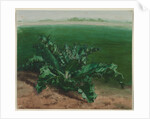 Study of a Plant, Possibly Thistle, 1862 by Léon Bonvin