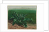 Study of a Plant, Possibly Thistle, 1862 by Léon Bonvin