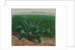 Study of a Plant, Possibly Thistle, 1862 by Léon Bonvin