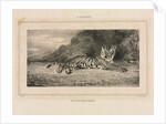 Study of a Tiger, 1832 by Antoine-Louis Barye