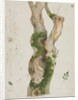 Study of a Tree Trunk by Georges Michel