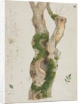 Study of a Tree Trunk by Georges Michel