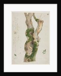 Study of a Tree Trunk by Georges Michel