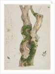 Study of a Tree Trunk by Georges Michel
