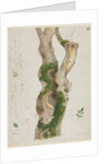 Study of a Tree Trunk by Georges Michel