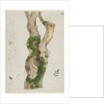 Study of a Tree Trunk by Georges Michel