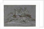 Study of Weeds, 1800-1850 by Jean Antoine Linck