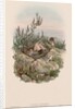 The Birds of Great Britain: Cuculus canorus by John Gould